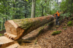 Stihl MS881 Bar Length - Image 3