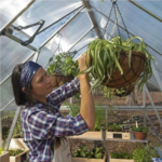 8' x 20' Greenhouse with Galvanized Steel Frame - Image 8